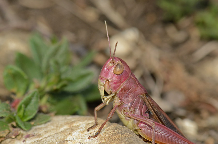 Ortottero rosa: Stenobothrus lineatus